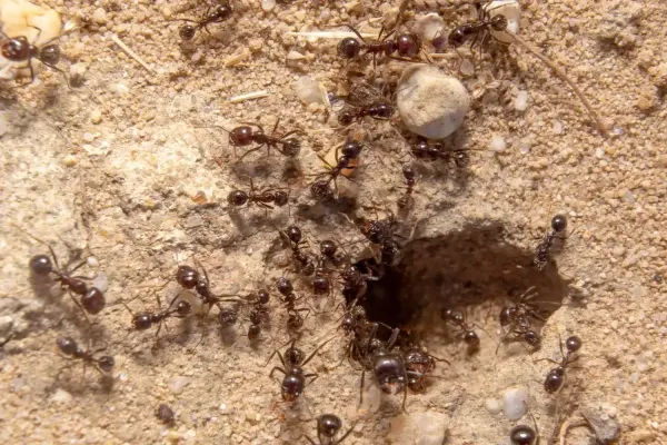 Ant pest control services in Fort Lauderdale, FL