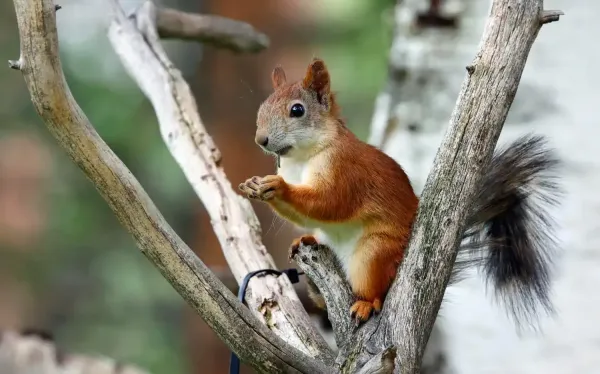Pest control services in Fort Lauderdale, FL