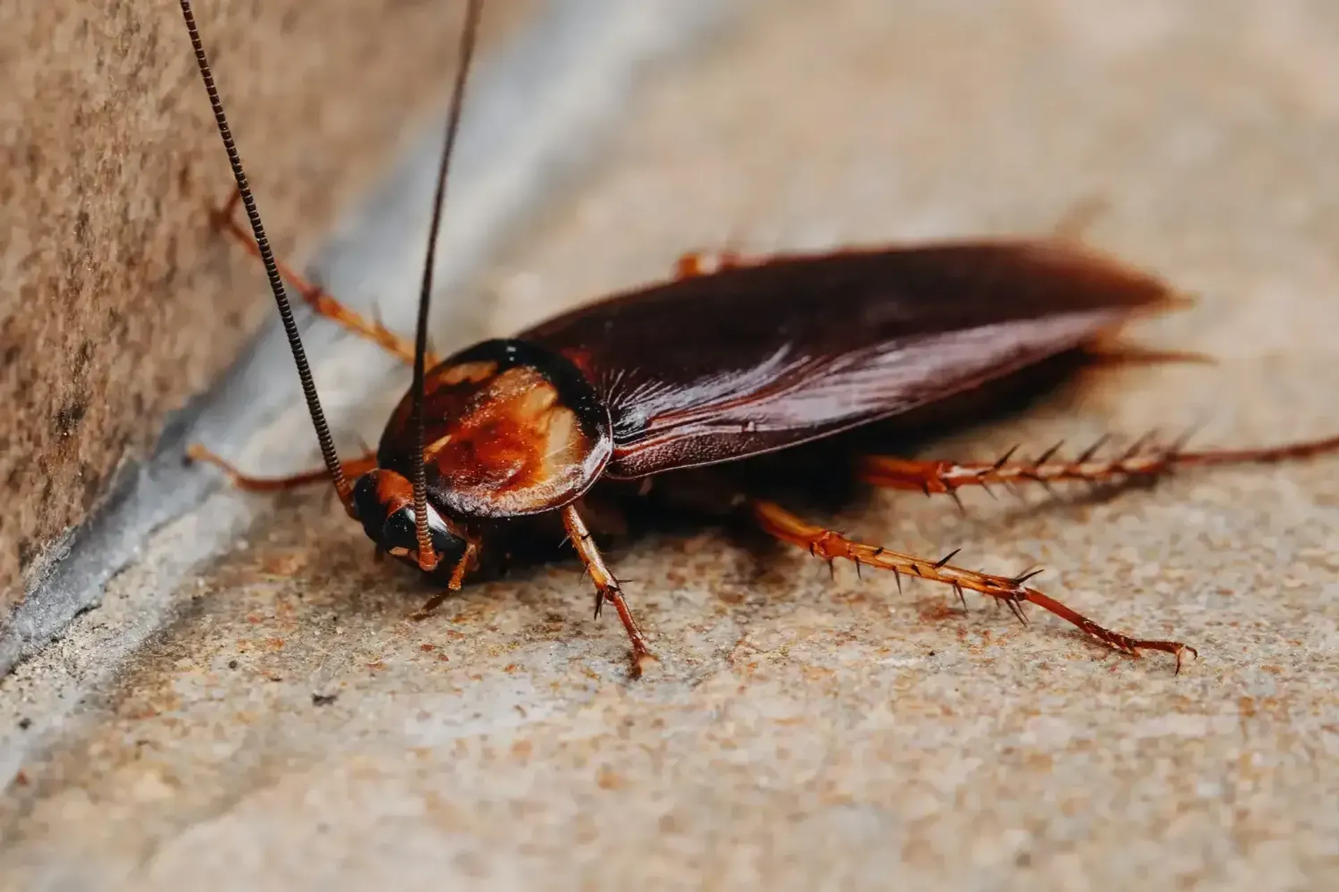 Pest Control services in Fort Lauderdale, FL