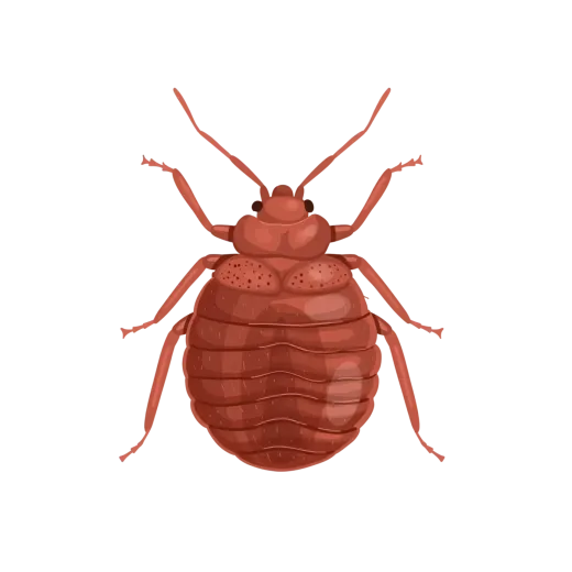 Bed Bugs Pest Control services in Fort Lauderdale, FL