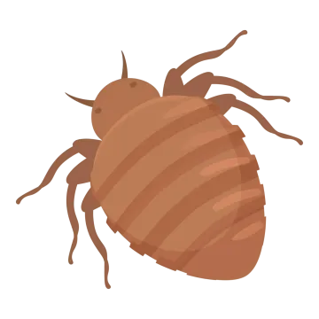 A bed bug is shown in a cartoon style on a white background.