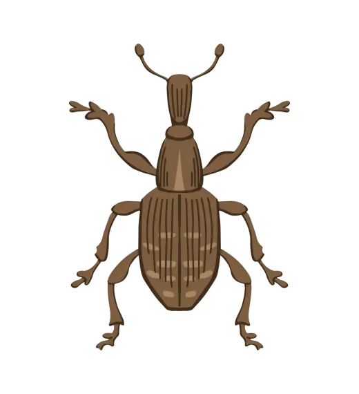 A brown beetle with long legs and antennas on a white background.