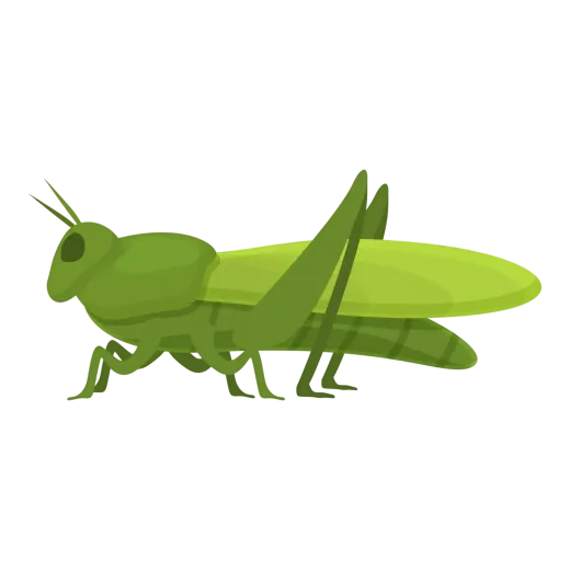 A green grasshopper is walking on a white background.