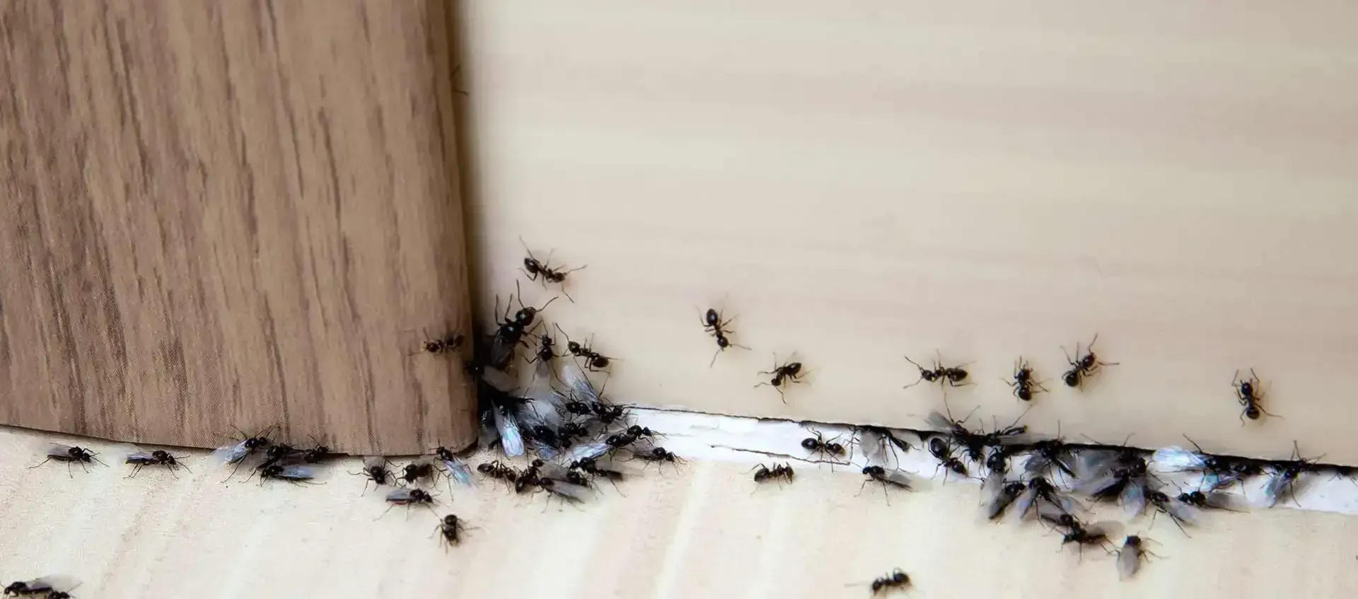 Ant Pest Control services in Fort Lauderdale, FL