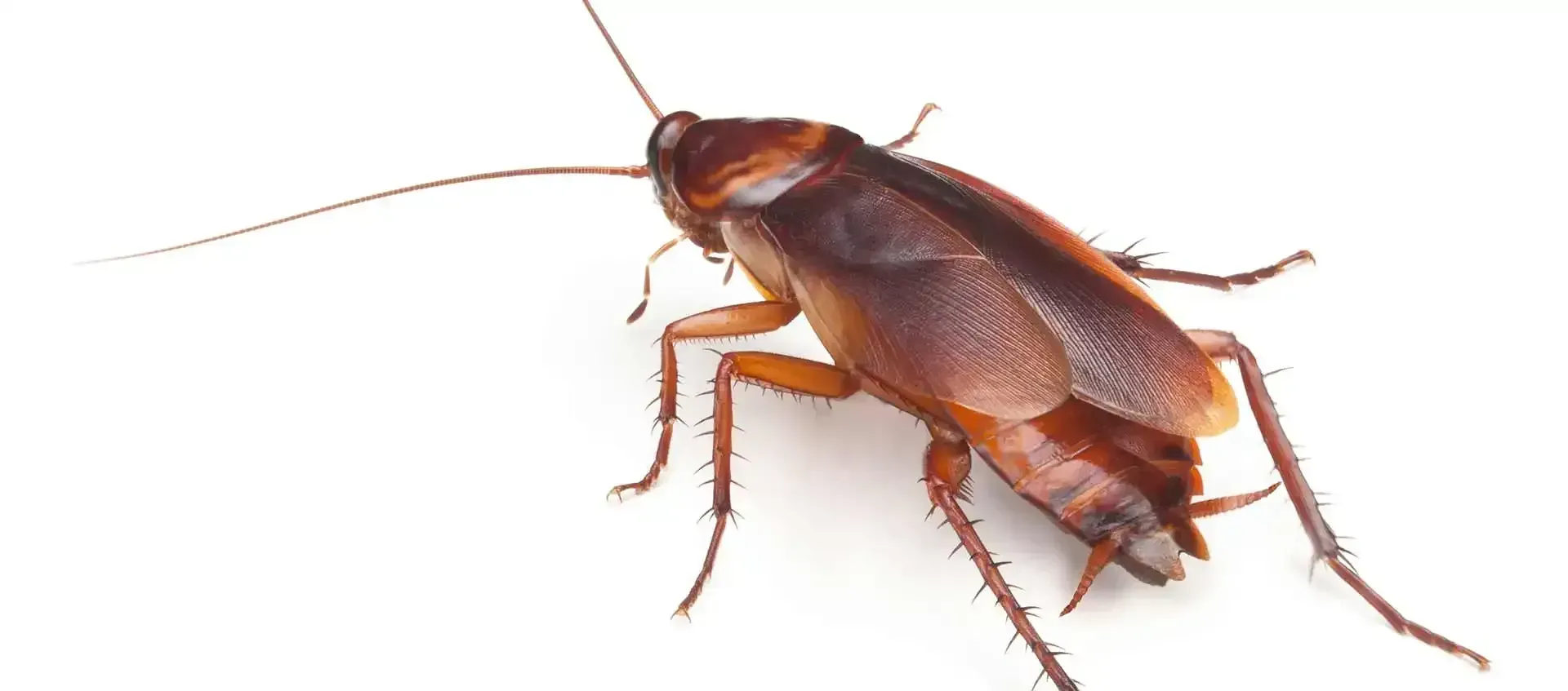 Pest Control services in Fort Lauderdale, FL