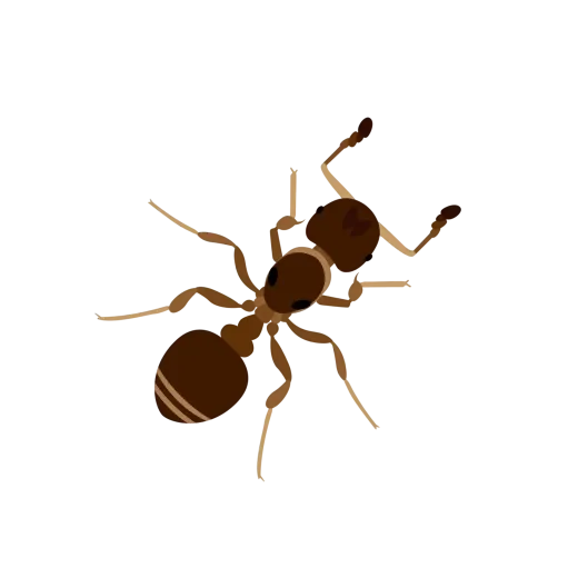 A brown ant is crawling on a white surface.