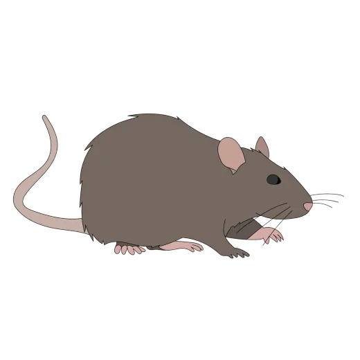 A cartoon drawing of a rat on a white background.